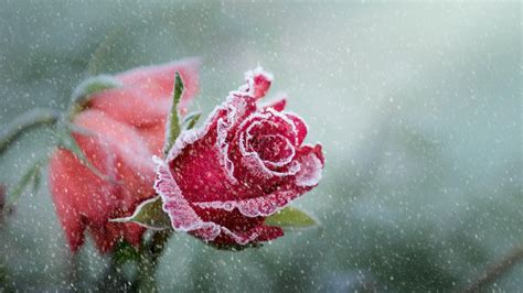 Rose In The Snow Wallpapers Wallpaper Cave