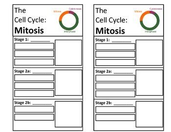 Biology Activity Foldable Mitosis By Science Land Tpt