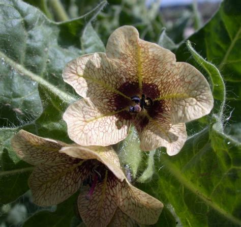 Black Henbane Utah Weed Control Association