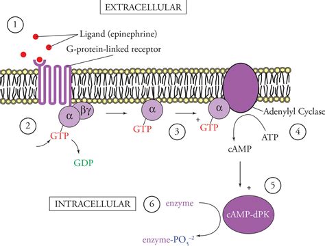 Eukaryotic Cells Mcat Biology And Biochemistry