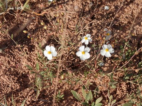 Diminutas Flores Por El Suelo