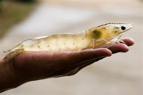 Cara Budidaya Udang Vaname Di Kolam Terpal Dunia Terpal The