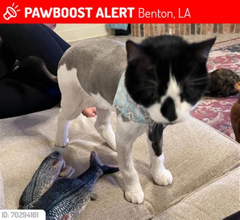 Benton LA Lost Male Cat Hans Is Missing PawBoost