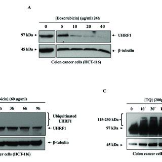 Dose And Time Dependent Effects Of Doxorubicin Or TQ On The Protein