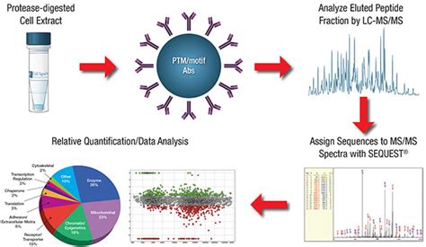 PTMScan Discovery Proteomic Services CST Cell Signaling Technology