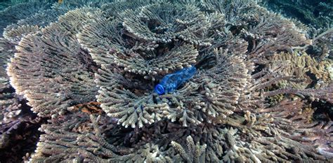 Coral Reefs In The Asia Pacific Have Been Deluged With An Estimated 11 1 Billion Pieces Of