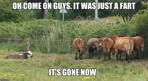 20 Cow Memes That Are Just Too Cute Cows Funny