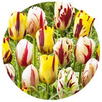 Tulipes Rembrandt Acheter Bulbes Directement De Hollande Dutch