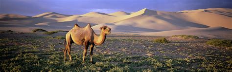 Dunes Mongolia K Gobi Camel Hd Wallpaper