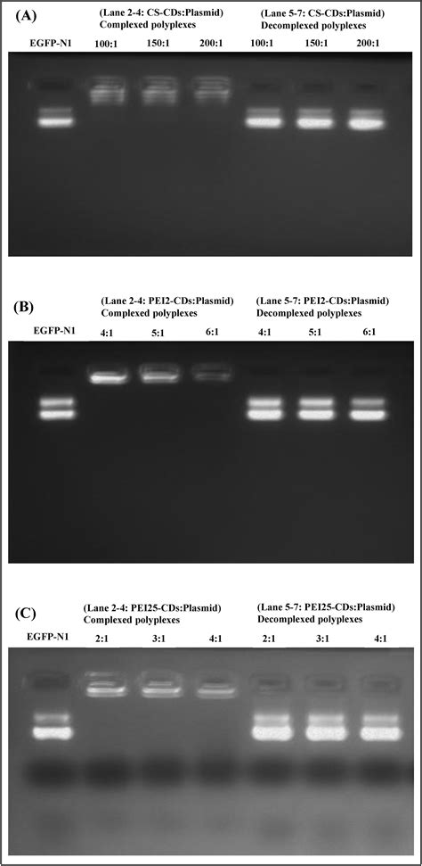 Chitosan Pei Passivated Carbon Dots For Plasmid Dna And Mirna