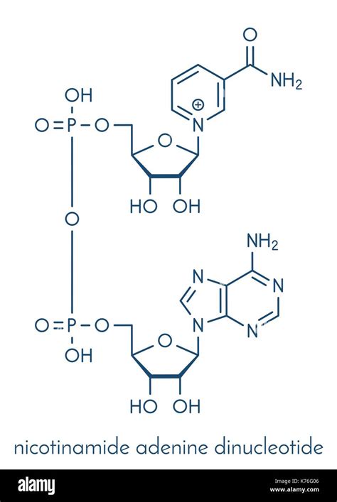 Le nicotinamide adénine dinucléotide NAD molécule coenzyme