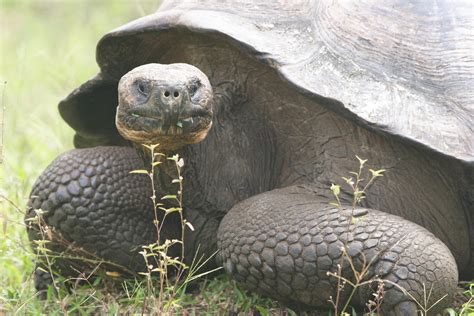 How Long Do Turtles Live Tortoises Terrapins And Pet Turtles