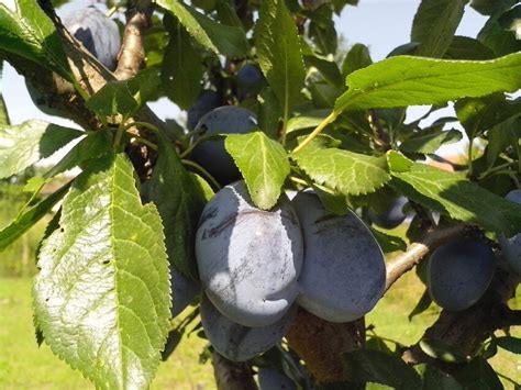 Free picture: two, immature, fruits, organically grown, blue plums