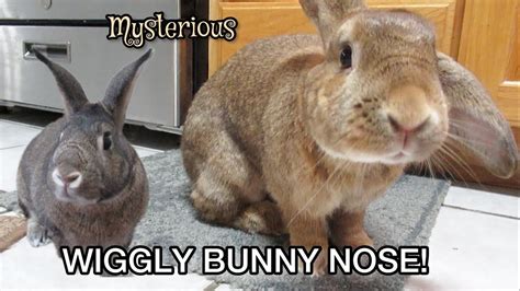 Why Do Bunny Noses Wiggle Mysterious Rabbit Nose Youtube