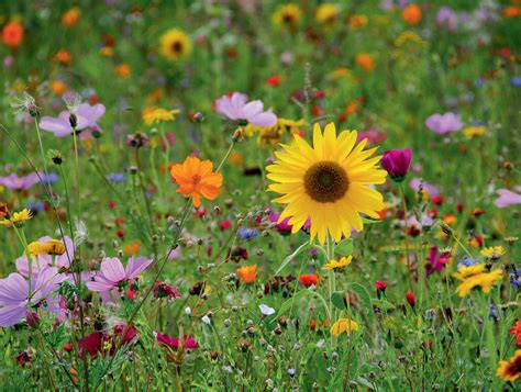 Blumenwiese Garten Ideen Blumenwiese Extra Kurz 7 M Ein Mehrjahrig 60