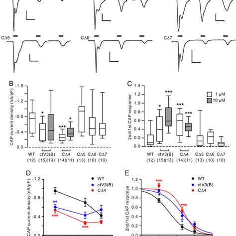 Effects Of Mutations Of Ctd Of Trpv1 On Capsaicin Induced Activation A