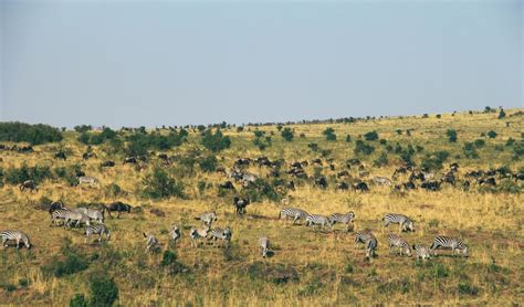 Free picture: gnu, animal, grassland, landscape, savanna, wildlife ...