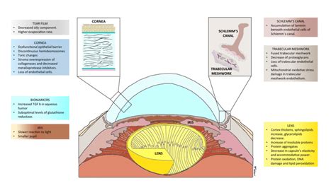 Illustration Depicting The Most Relevant Structural Changes That Occur