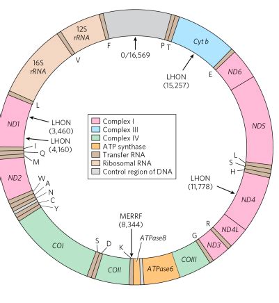 Mitochondrial Genes Their Origin And The Effects Of Mutations