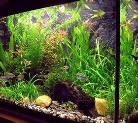 Are Live Plants For Your Aquarium Atelier Yuwa Ciao Jp