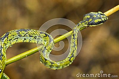 Sri Lankan Green Pit Viper Sinharaja National Park Rain Forest Sri