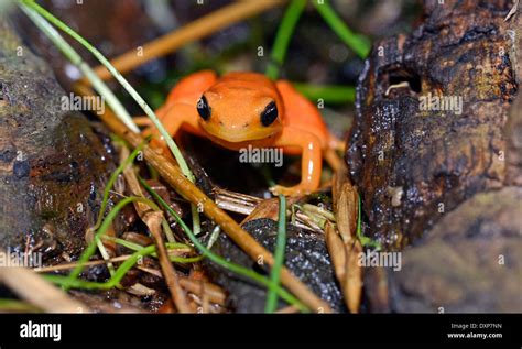 Golden Mantella Mantella Aurantiaca Native To Madagascar And