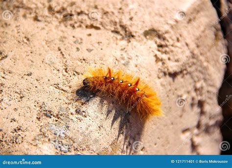 Orange Woolly Caterpillar Crawling On A Stone Stock Image Image Of