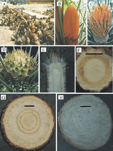 Characteristics Of Cycas Morphology A The Caudex Is The