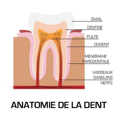 Surfaçage radiculaire et curetage Lixus Smile