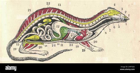 Cross Section Of Mammalian Body Vintage Illustration Stock Photo Alamy