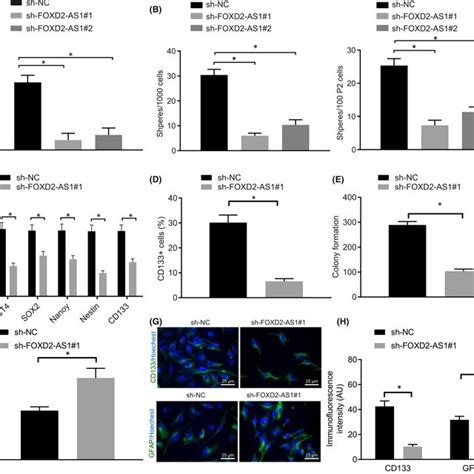 Silencing Lncrna Foxd As Suppressed Stemness And Proliferation But