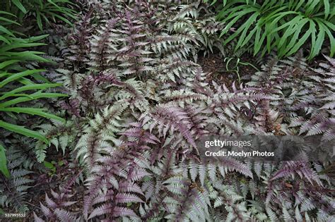 Japanese Painted Fern High-Res Stock Photo - Getty Images