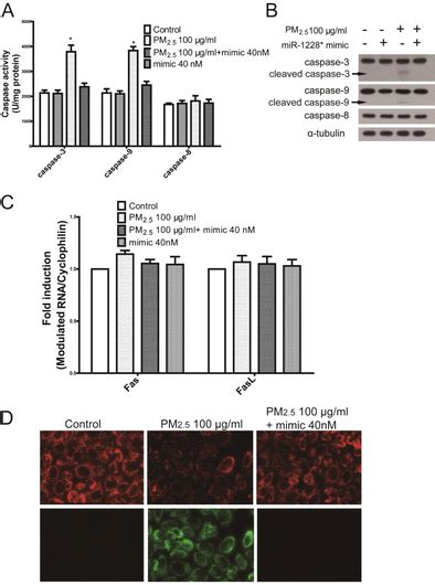 Mitochondria Dependent Pathway Was Involved In Pm Induced A Cell