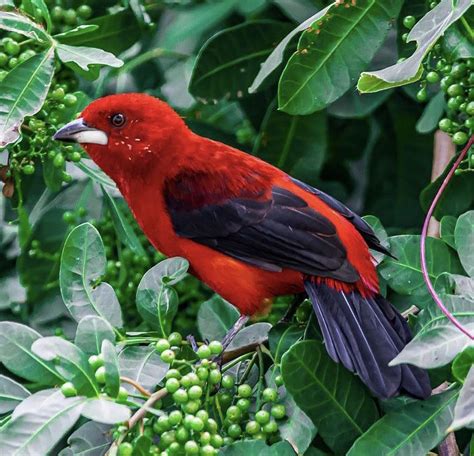 A Red And Black Bird Sitting On Top Of A Tree Filled With Green Leaves