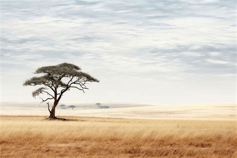 African Savannah landscape outdoors savanna. | Free Photo - rawpixel