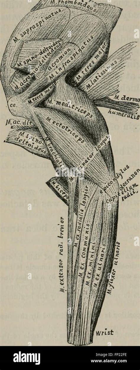 work focusing   anatomy  domestic cats   relevance