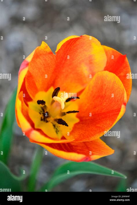 Orange Gelbe Tulpe Isoliert Blühen An Einem Vormittag Sonne Mit