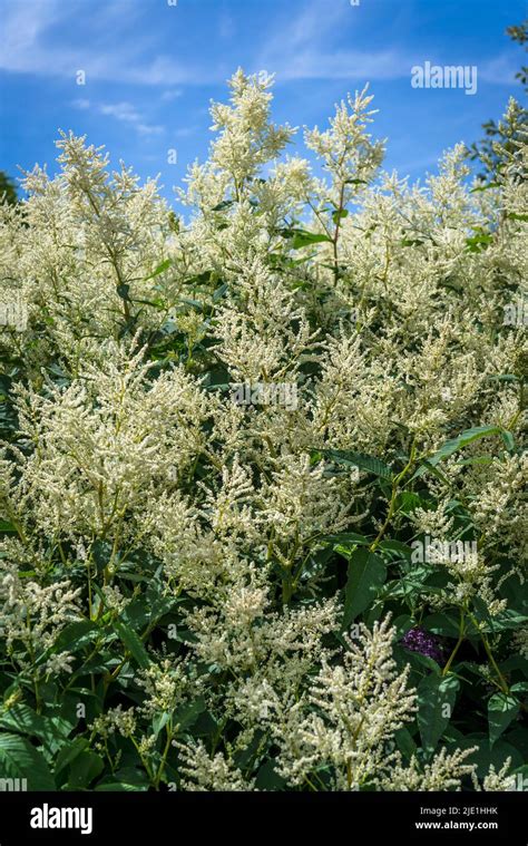 Persicaria Alpina Hi Res Stock Photography And Images Alamy