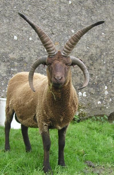 Manx Loaghtan Animals With Horns Interesting Animals Farm Animals