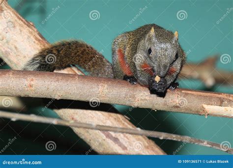 Red Bellied Tree Squirrel Stock Image Image Of Callosciurus 109136571