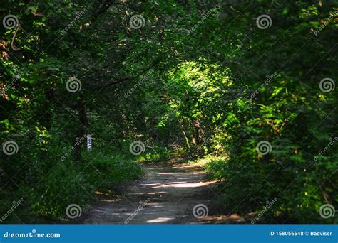 Forest Path Wood Road Stock Photo Image Of Scenic 158056548