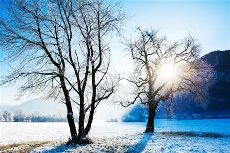 Rvores Congeladas Ao Sol Da Manh Bela Paisagem De Inverno Nas