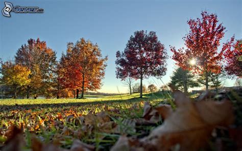 Hojas de otoño