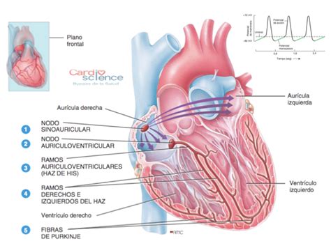 IMG 2 3 Sistema de conducción cardiaco Cardio Science