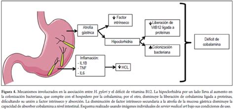 Helicobacter pylori y enfermedades hematológicas