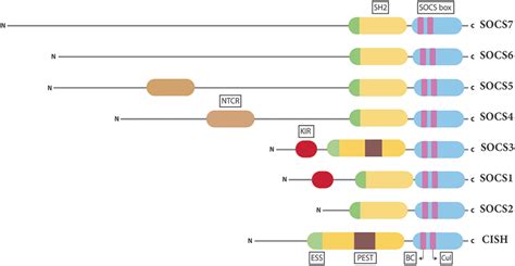 Structure Of The Socs Proteins Schematic Representation Of The Eight