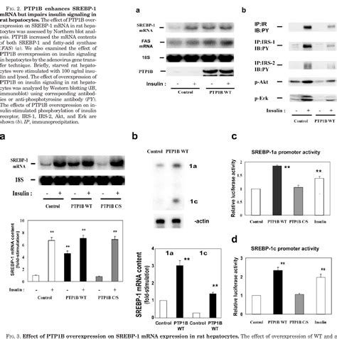 Figure 2 From Protein Tyrosine Phosphatase 1B As New Activator For