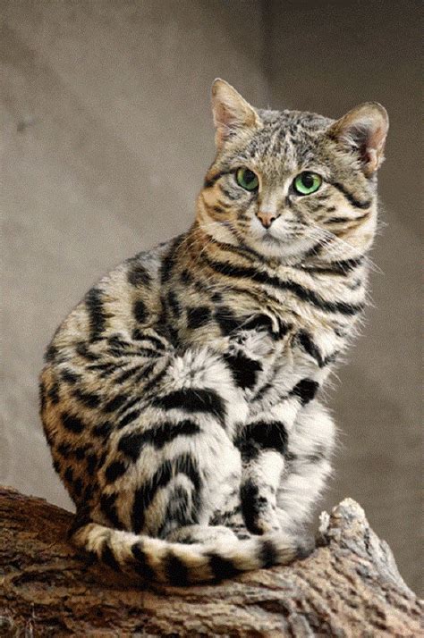 Top 10 Rare Wild Cat Species Wild Cat Species Cat Species Wild Cats