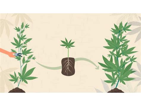 Tips On Cloning Your Cannabis Plant In 4 Simple Steps – Grow That Weed