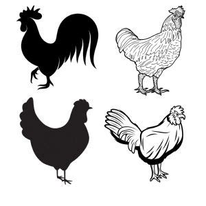 Rooster Chicken Svg Design Bundle Premiumsvg Clip Art Library